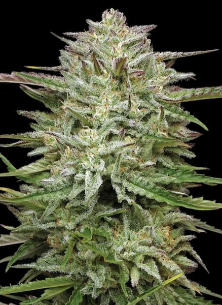 Auto Pound Town > Humboldt Seed Company | Graines de cannabis auto  |  Hybride